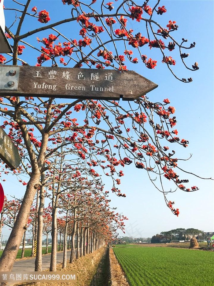 火紅木棉花盛開