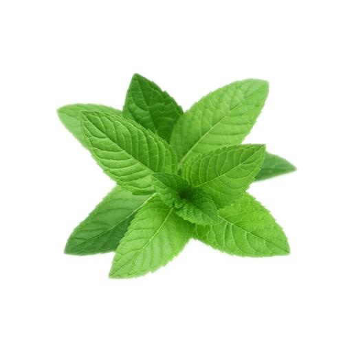 薄荷 PNG免抠(800x800)