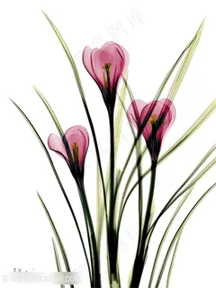 粉色清新花卉唯美装饰画