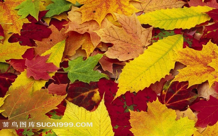 秋天的落叶素材