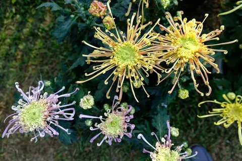 蜘蛛菊花朵图片 蜘蛛菊花朵图片