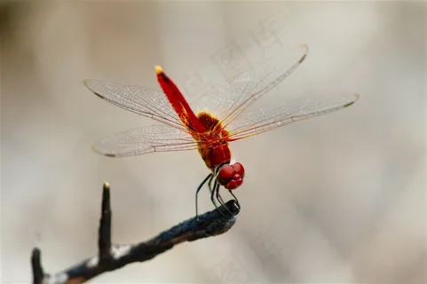 轻盈停落的蜻蜓图片 轻盈停落的蜻蜓图片
