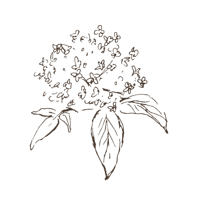 线条草本花卉手绘植物-接骨木