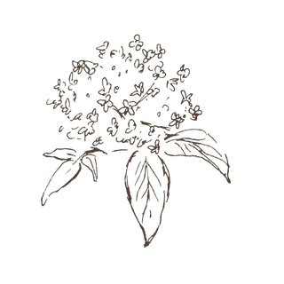 线条草本花卉手绘植物-接骨木