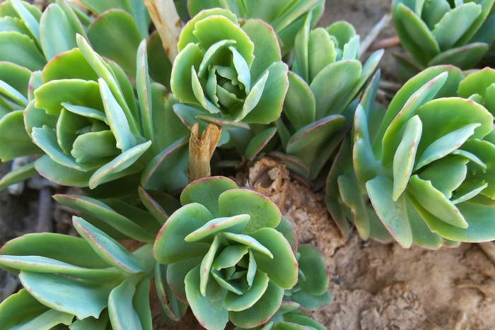 多肉植物玉蝶图片