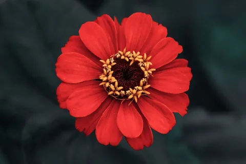 花朵, 花瓣, 雌蕊, 植物群, 植物学, 自然花朵 花朵, 花瓣, 雌蕊, 植物群, 植物学, 自然花朵