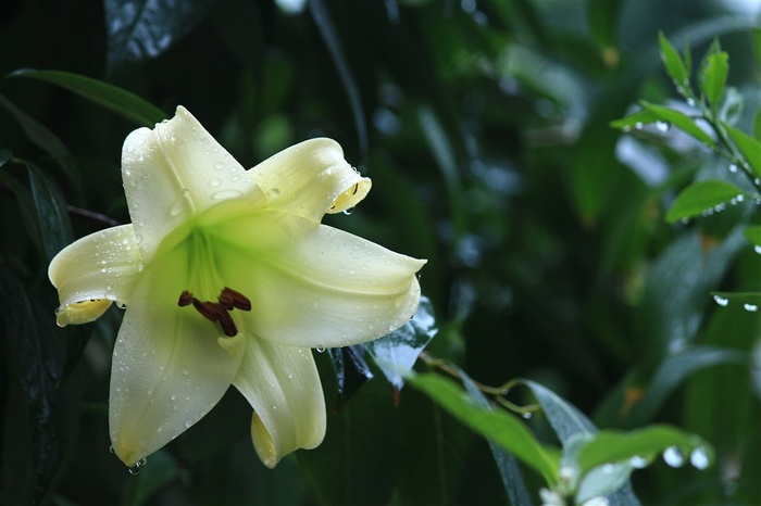 原创壁纸花卉大全