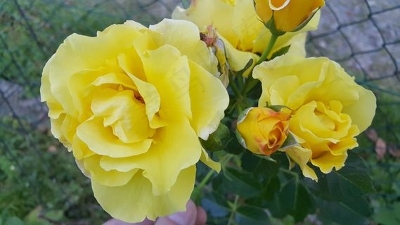 黄玫瑰花朵图片