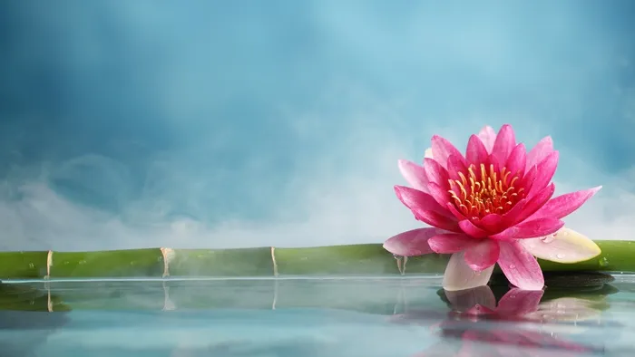 高清粉色花朵花蕊