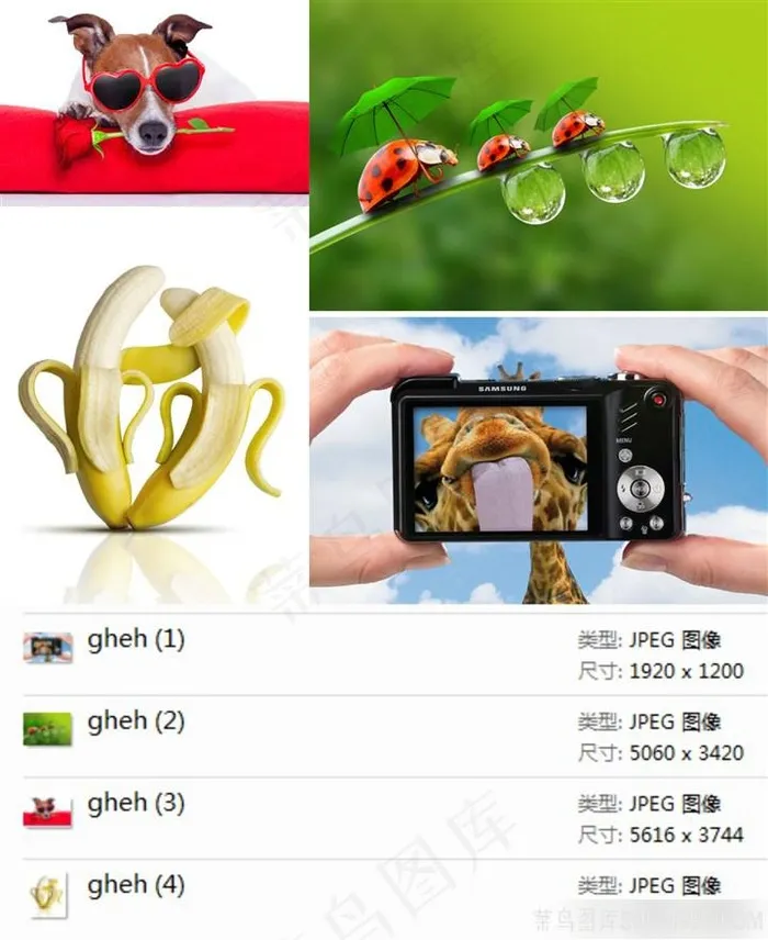 动物创意广告素材