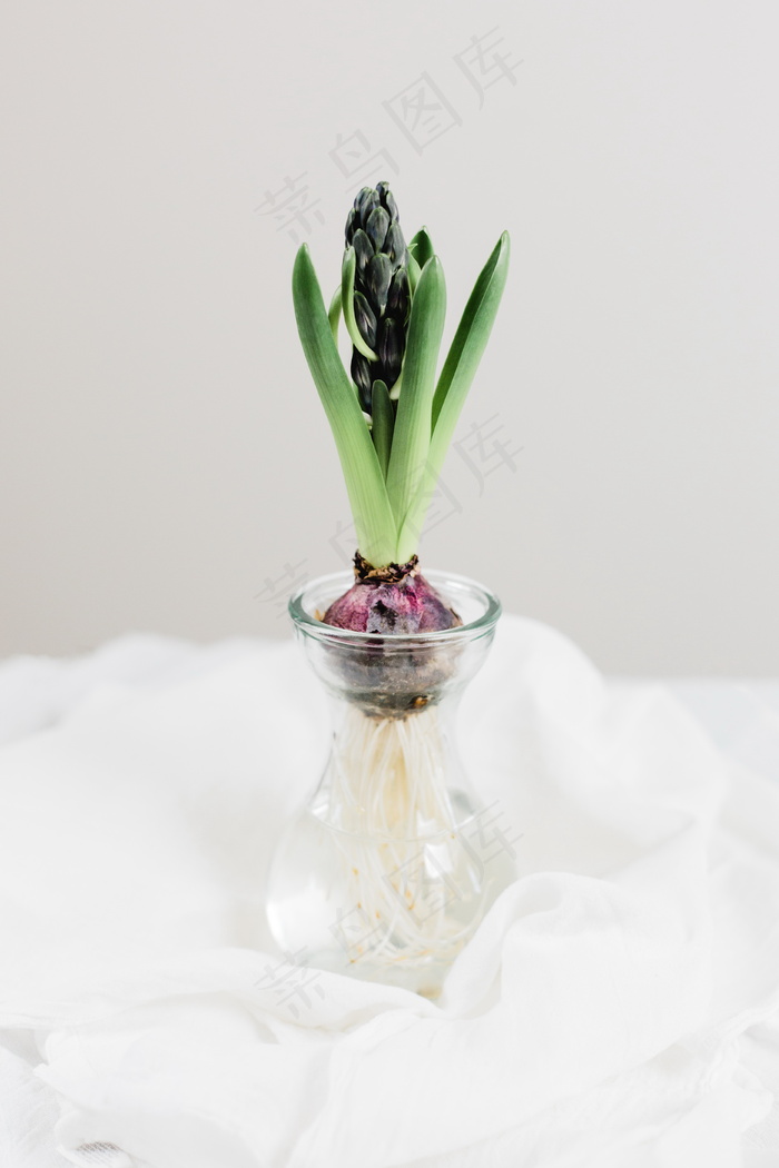 风信子水培图片