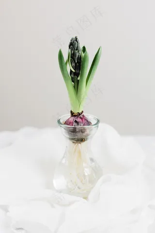 风信子水培图片