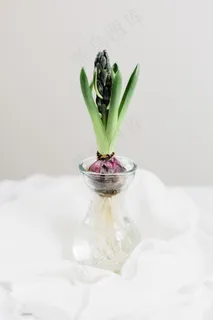 风信子水培图片 风信子水培图片