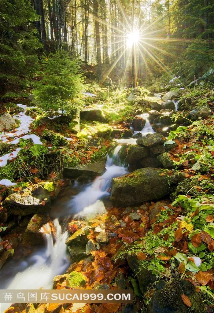 森林中的山涧风景图片