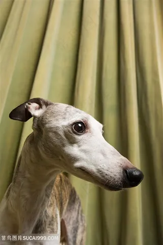 高清意大利灵缇犬狗狗图片