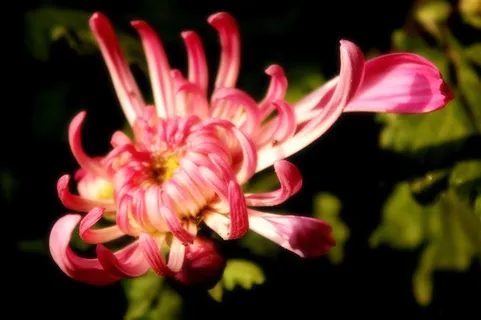 鲜花系列各种颜色的菊花图片