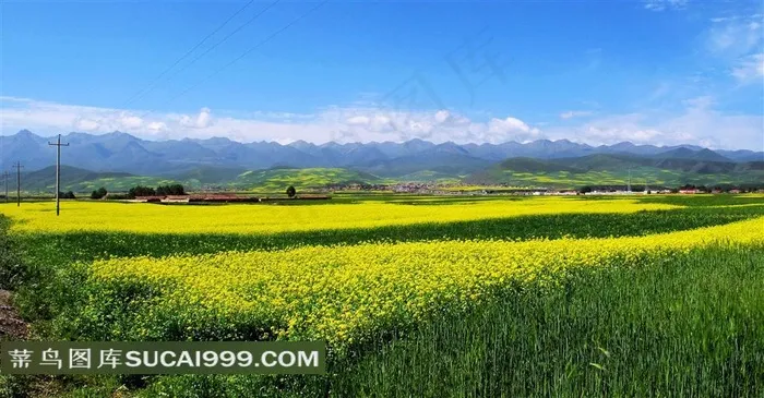 最美青海门源油菜花图片