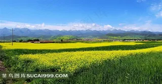 最美青海门源油菜花图片