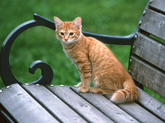 小猫图片