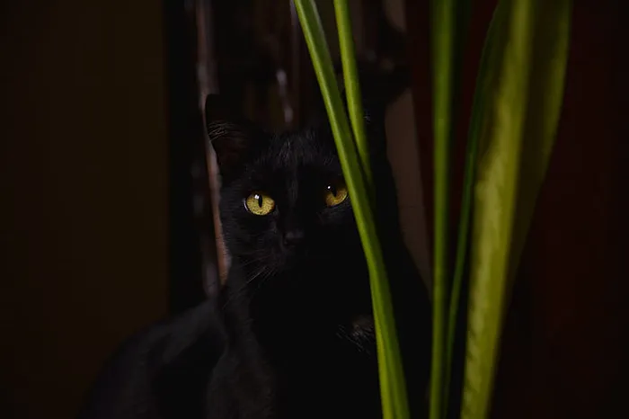 可爱猫咪 动物 素材 奶萌 (232)