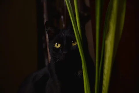 可爱猫咪 动物 素材 奶萌 (232) 可爱猫咪 动物 素材 奶萌 (232)