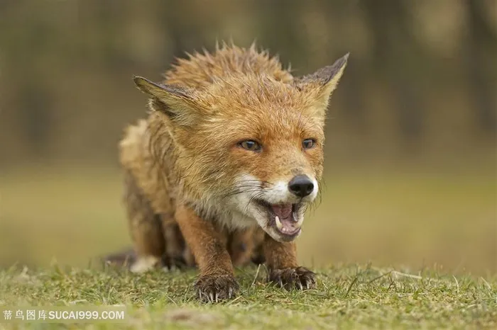 呲牙一身湿漉漉的小狐狸图片