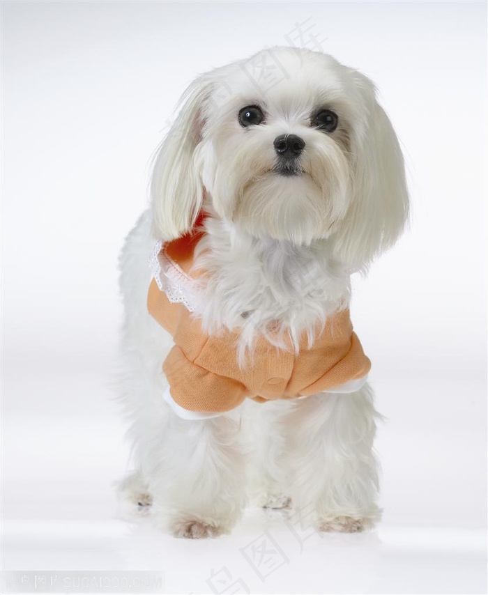 迷你犬-站立的可爱米黄色狗狗西施犬