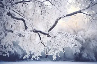 冬季雪景雾凇摄影图