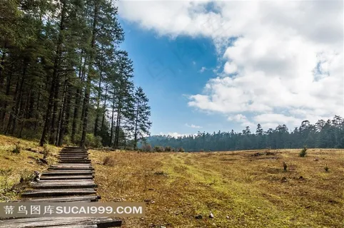 蓝天白云下的云杉坪自然风景区