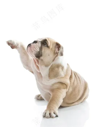 抬一只脚的俏皮沙皮狗图片狗狗图片