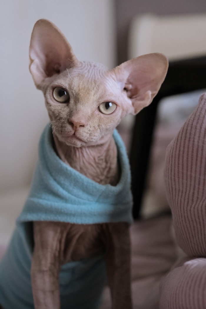 可爱猫咪猫猫摄影素材