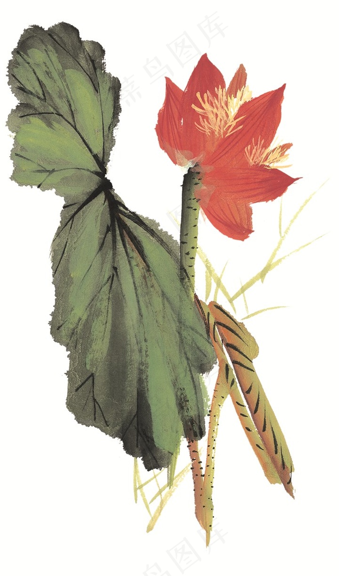 花卉欣赏摄影图片