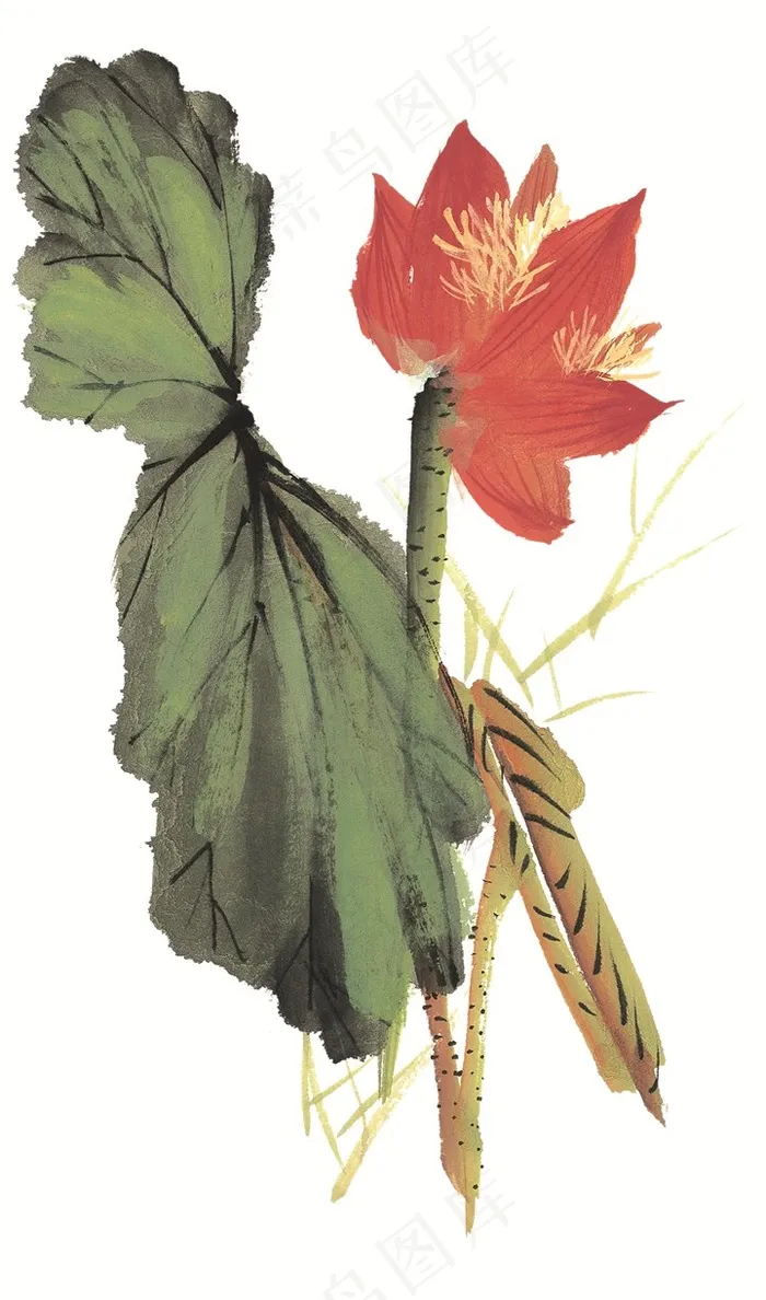 花卉欣赏摄影图片