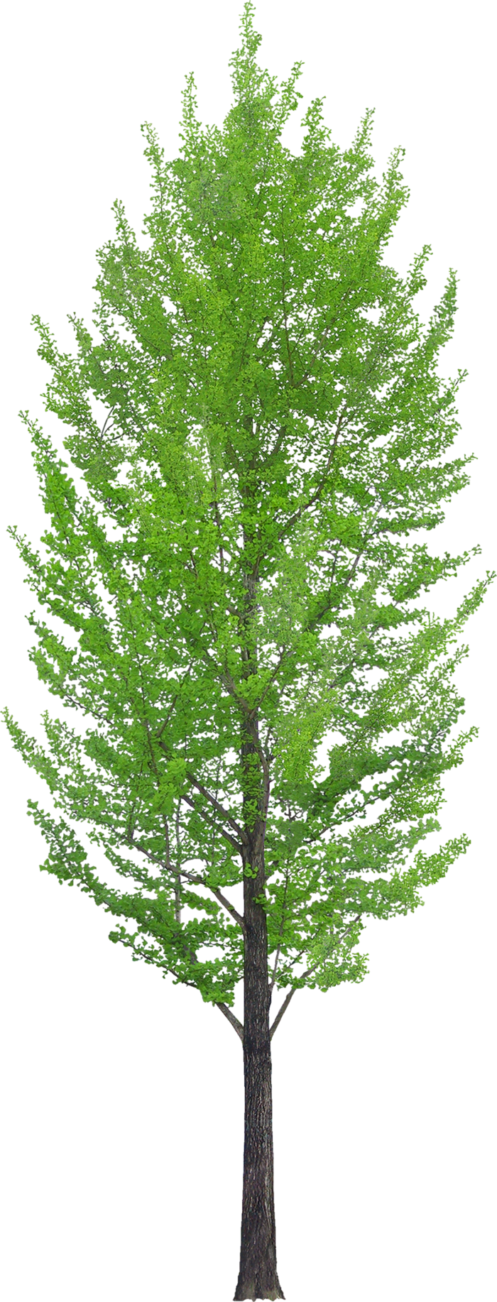 高清树木素材 免抠PSD植物素材 美术绘画园林贴图 树草灌木花草