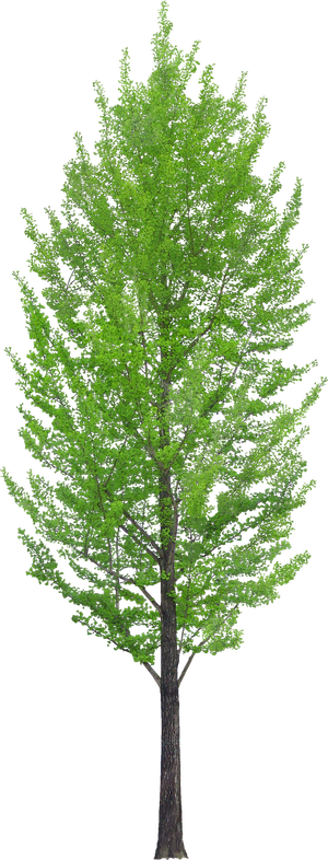 高清树木素材 免抠PSD植物素材 美术绘画园林贴图 树草灌木花草