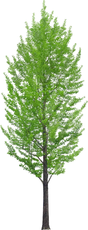 高清树木素材 免抠PSD植物素材 美术绘画园林贴图 树草灌木花草 高清树木素材 免抠PSD植物素材 美术绘画园林贴图 树草灌木花草