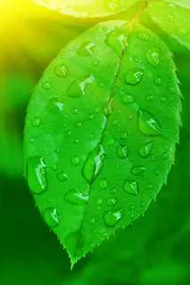 高清绿色叶子图片下载 高清绿色叶子图片下载