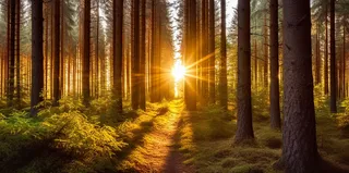 阳光透过森林里的间隙露出来的光晕光影摄影图