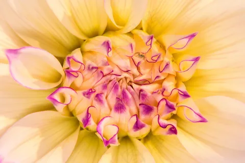 微距黄色花朵图片