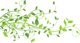 绿植植物藤条素材春季谷雨