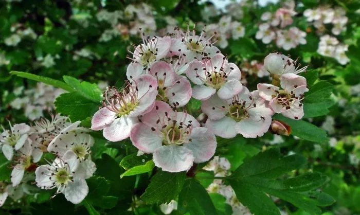 花园花朵摄影图片