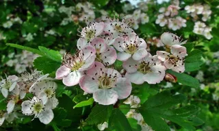 花园花朵摄影图片