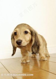 可爱的小狗狗图片下载