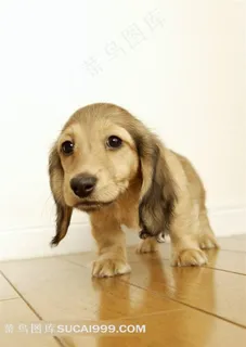 可爱的小狗狗图片下载