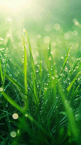 春天草地雨水雨露露珠绿草清新，谷雨雨水惊蛰白露摄影图