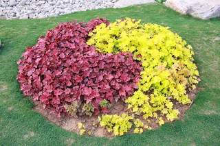 红叶黄叶太极组成造型