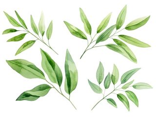 绿叶植物树叶茶壶免抠