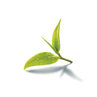 树木树枝树叶免扣素材