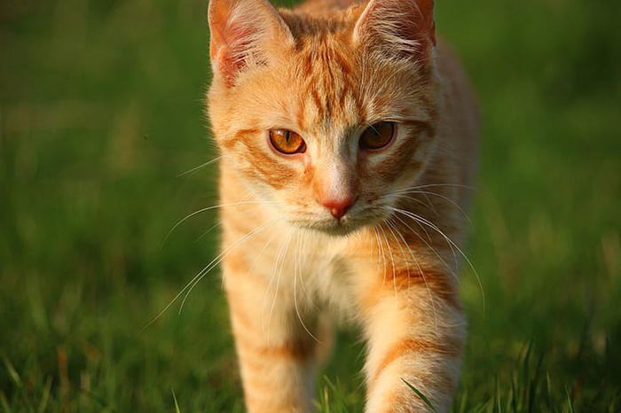 可爱猫咪 动物 素材 奶萌 (176)