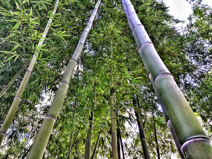 高清竹子竹林